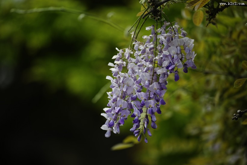 紫藤图片大全