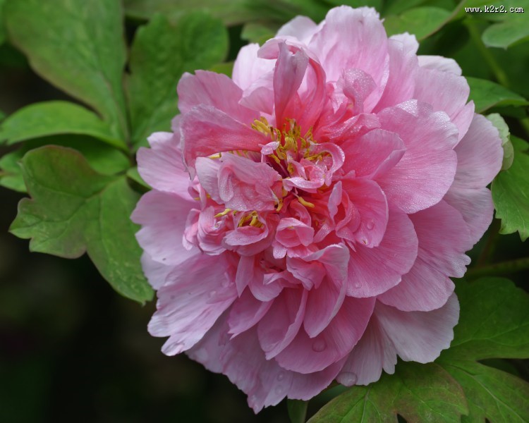 牡丹花图片大全