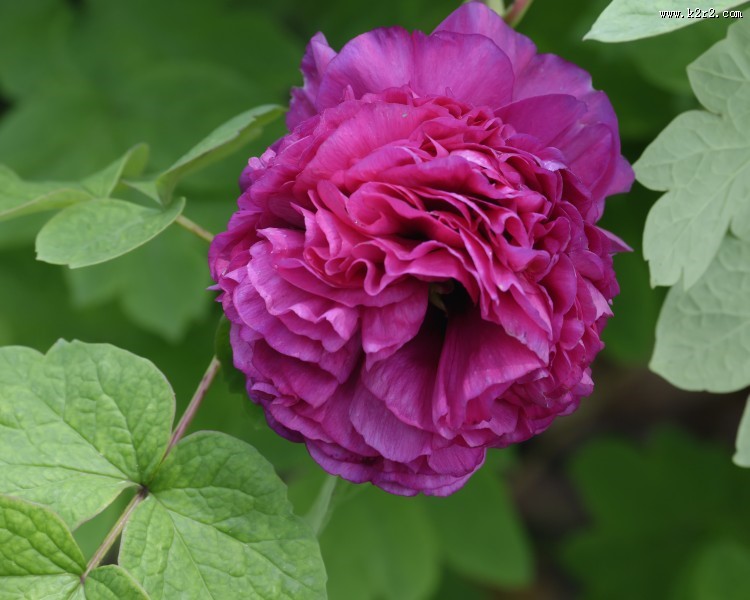 牡丹花图片大全