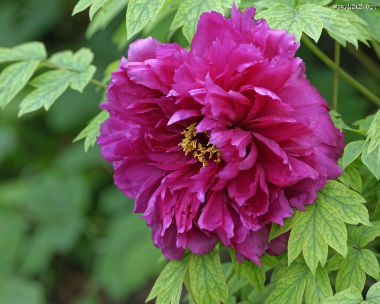 牡丹花图片大全