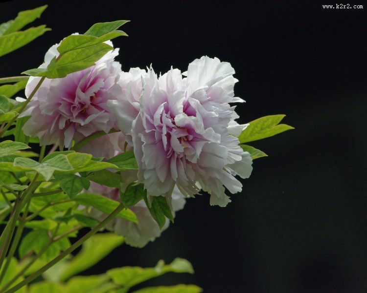 牡丹花图片大全