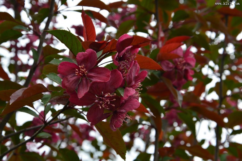 紫色海棠花图片