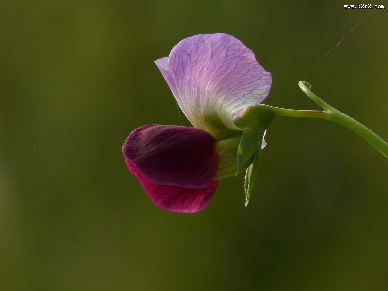 豌豆花图片