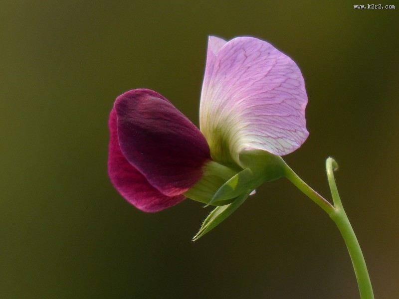 豌豆花图片