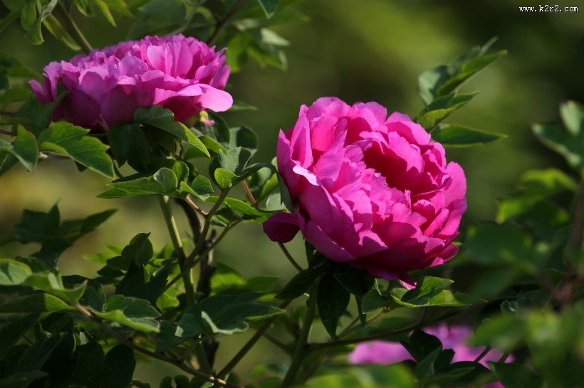 大观园的牡丹花图片