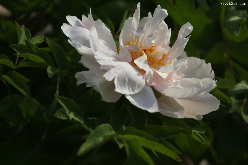 大观园的牡丹花图片