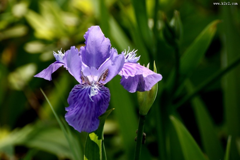 紫色鸢尾图片