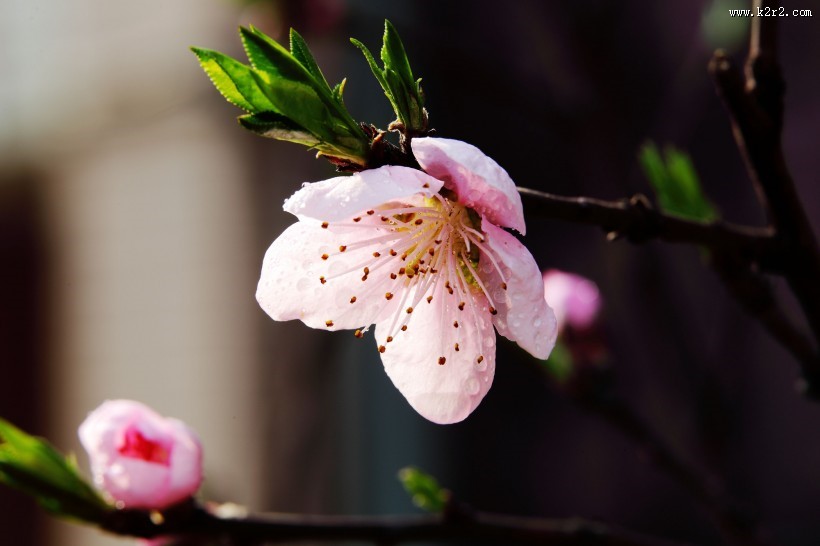 粉红色桃花图片