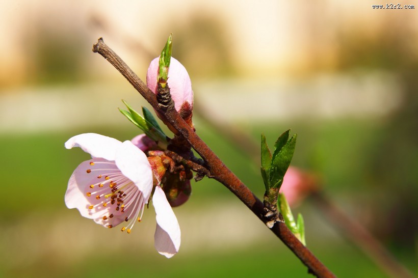粉红色桃花图片