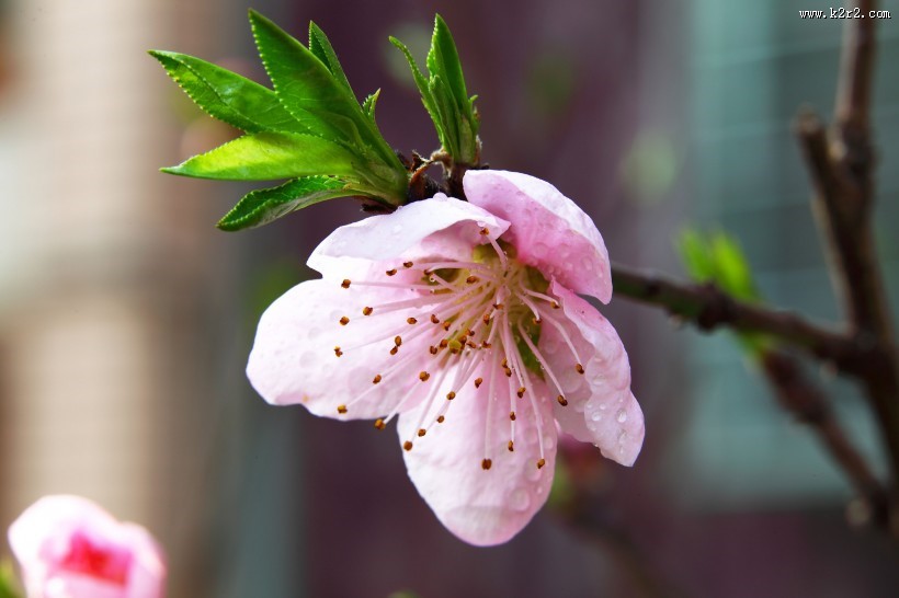 粉红色桃花图片