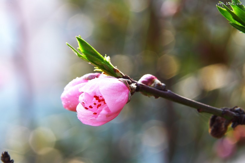 粉红色桃花图片