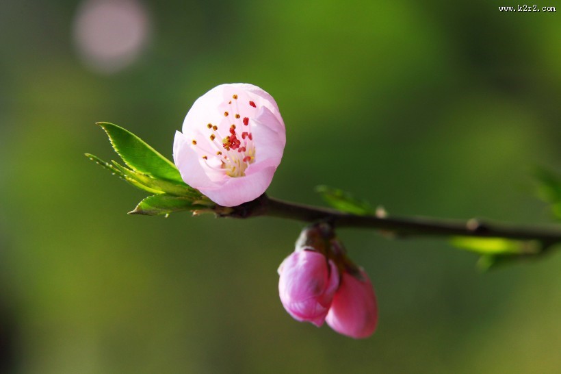 粉红色桃花图片