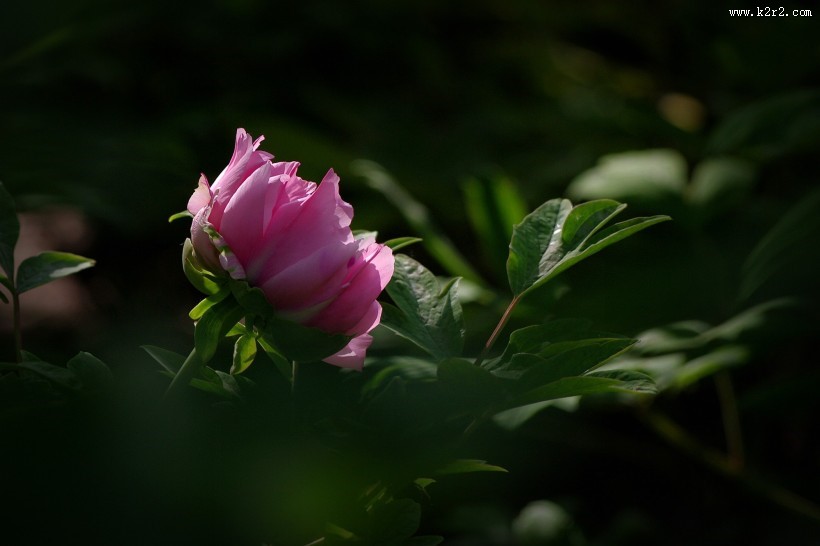 牡丹花图片大全
