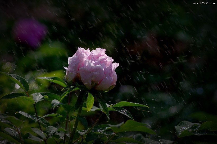 牡丹花图片大全