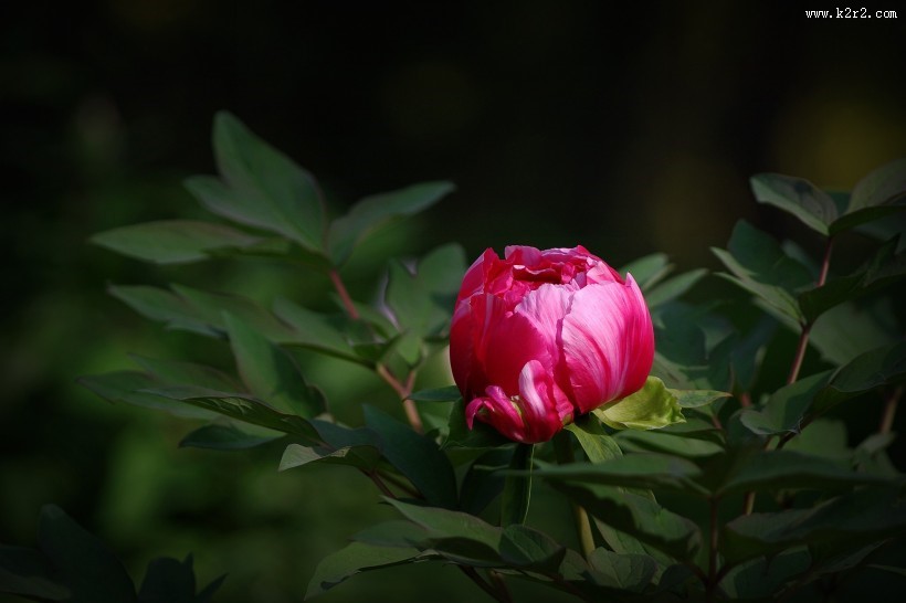 牡丹花图片大全
