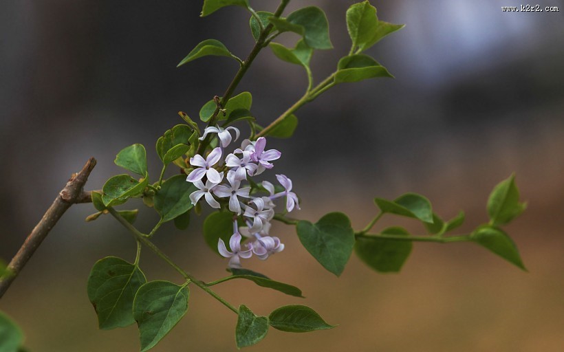 紫色的丁香花图片