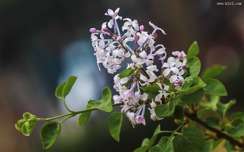 紫色的丁香花图片