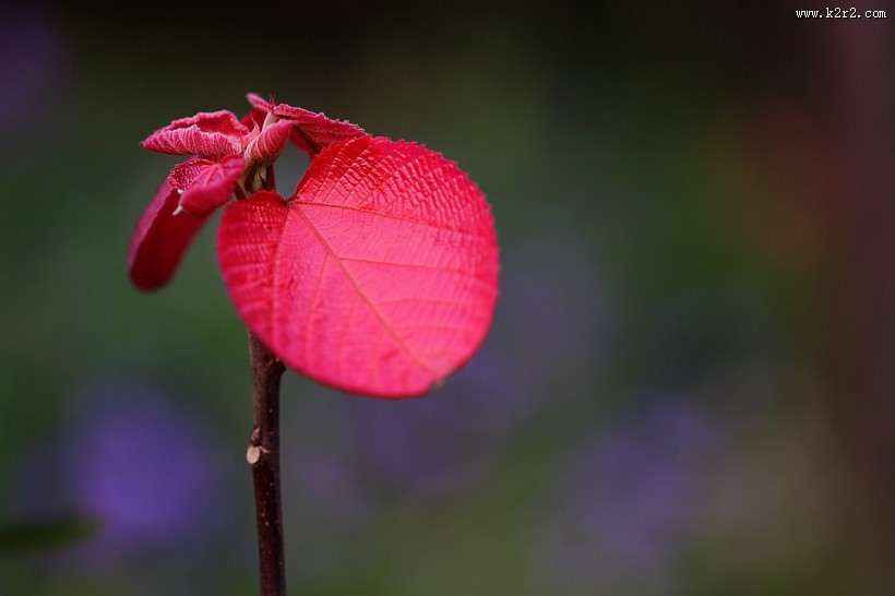 红红的山麻杆图片