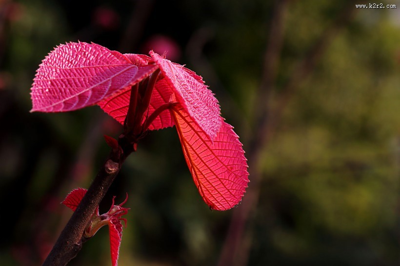 红红的山麻杆图片
