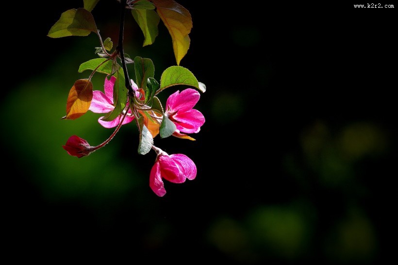 海棠花图片大全