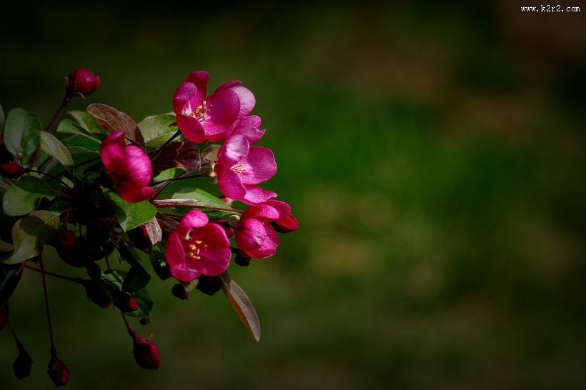海棠花图片大全