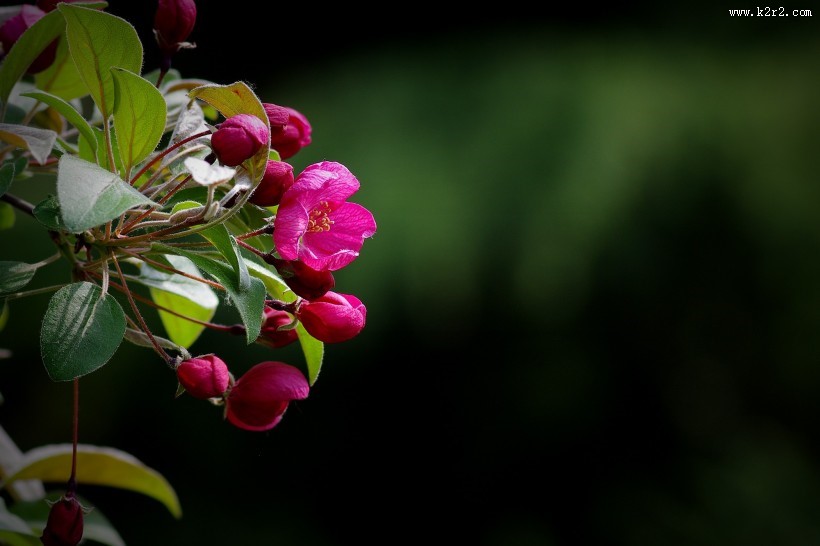 海棠花图片大全