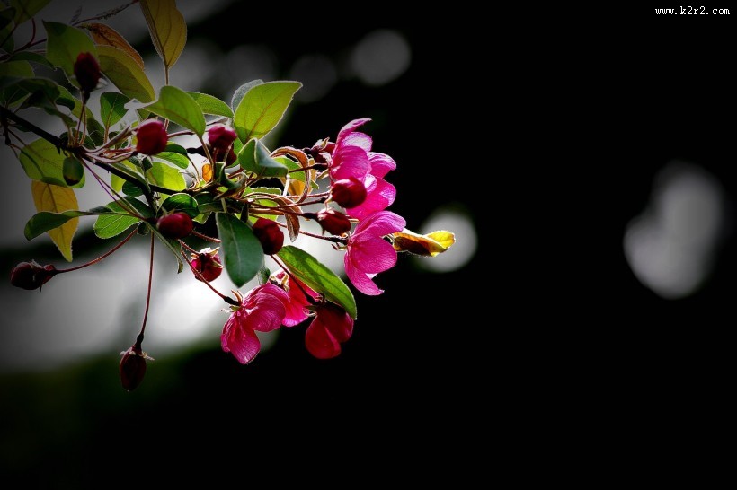 海棠花图片大全