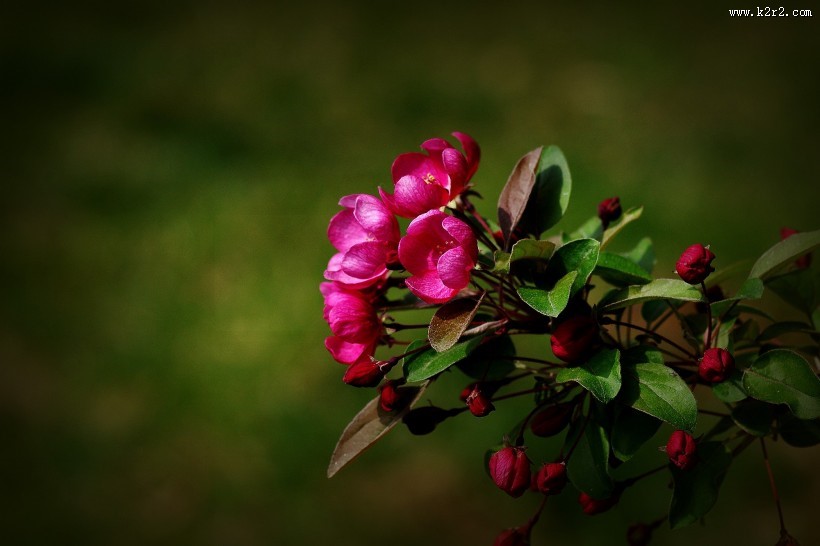 海棠花图片大全