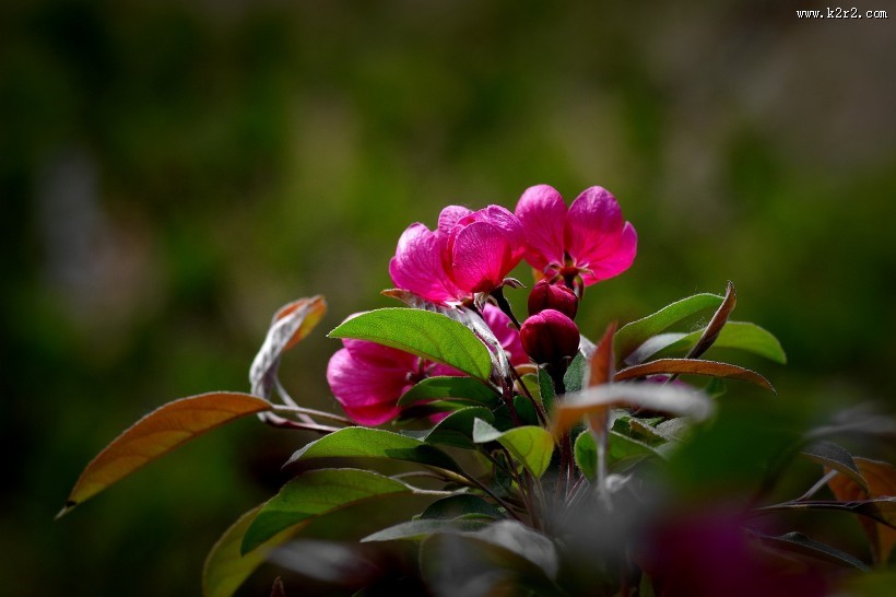 海棠花图片大全