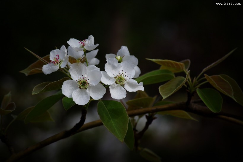 白色梨花图片大全