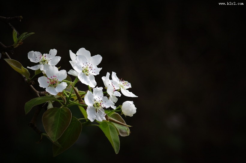 白色梨花图片大全