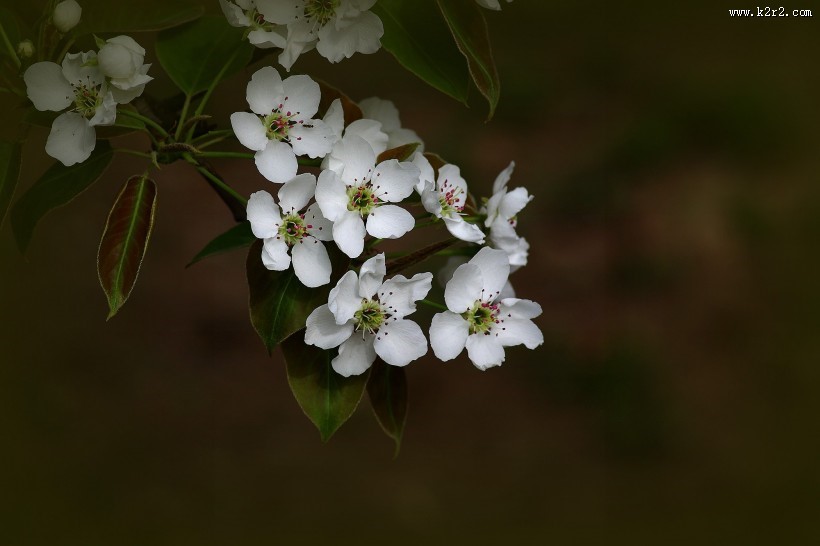 白色梨花图片大全