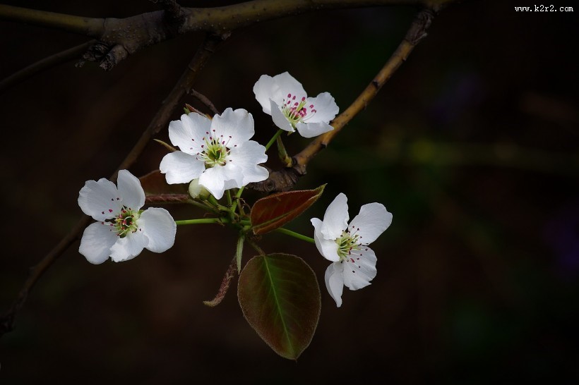 白色梨花图片大全