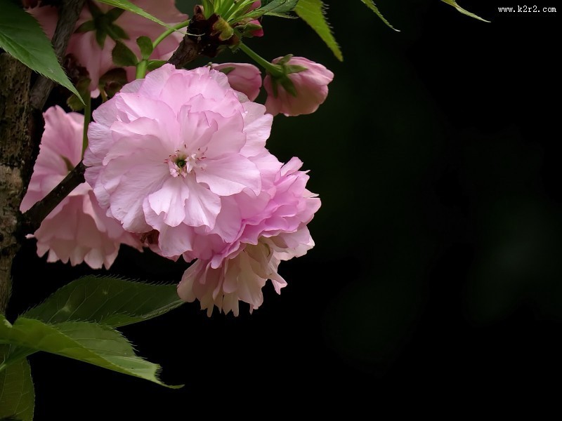 典雅芬芳的樱花图片大全