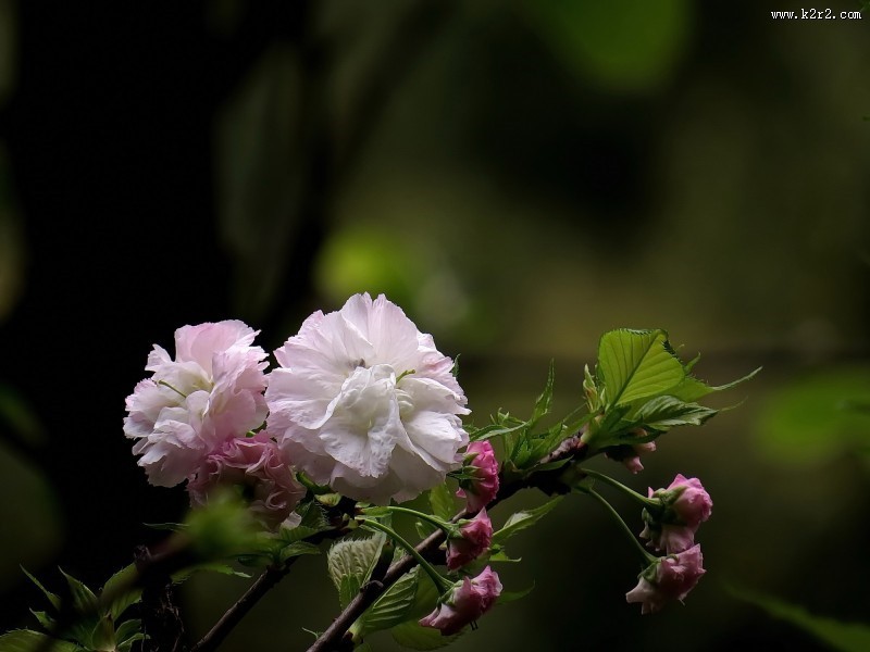 典雅芬芳的樱花图片大全