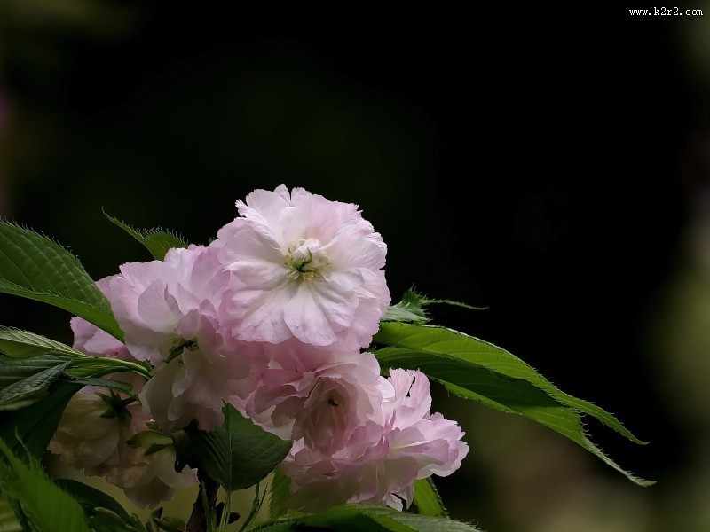 典雅芬芳的樱花图片大全