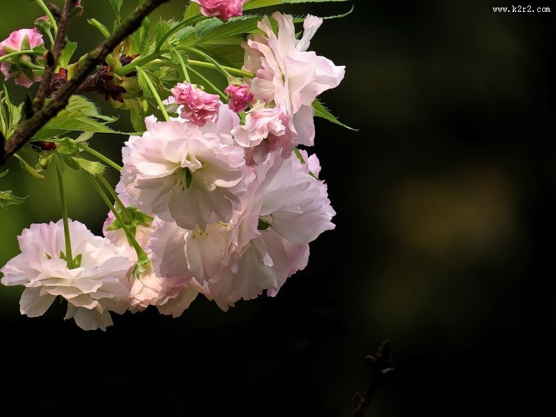 典雅芬芳的樱花图片大全