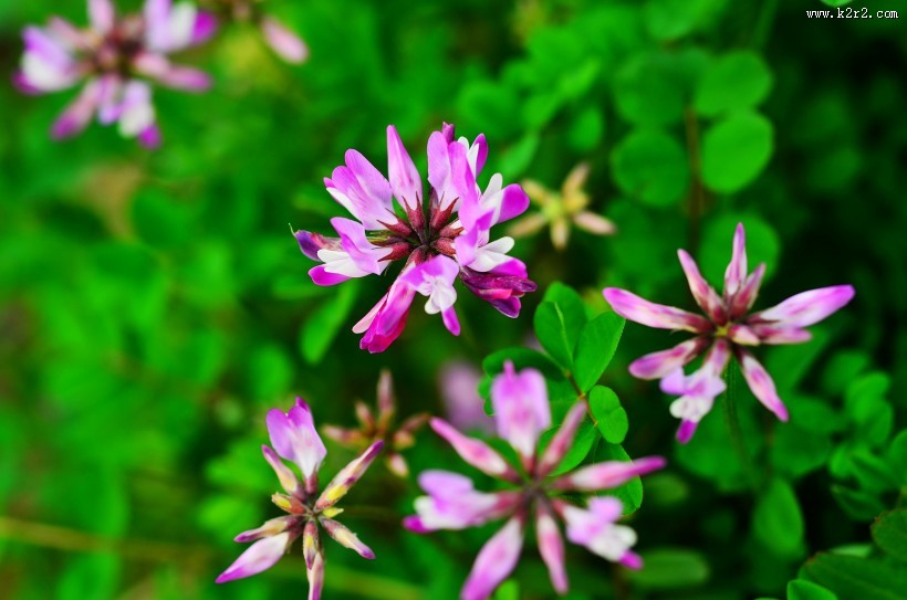 紫色苜蓿花图片大全