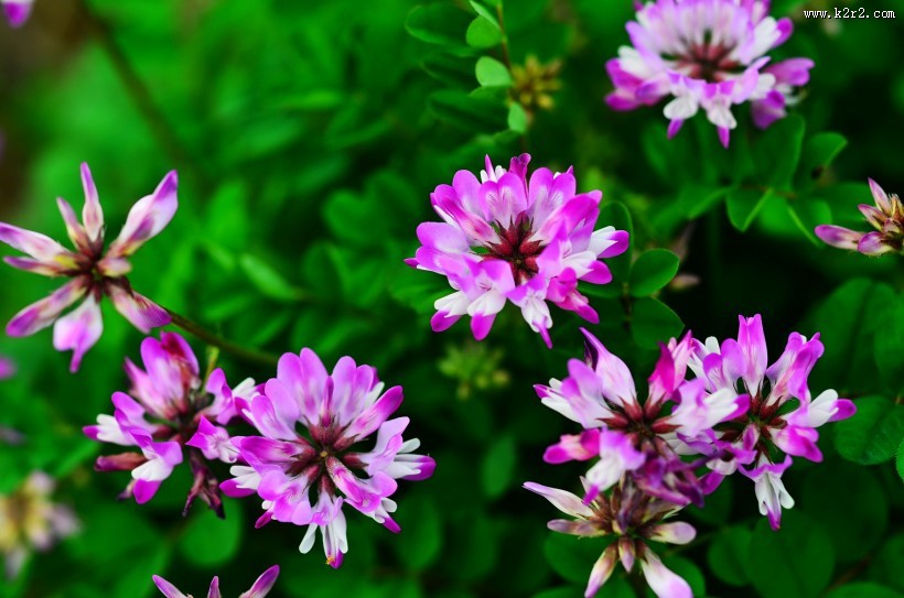 紫色苜蓿花图片大全