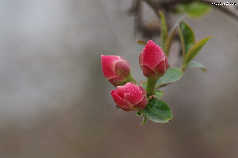 贴梗海棠花图片