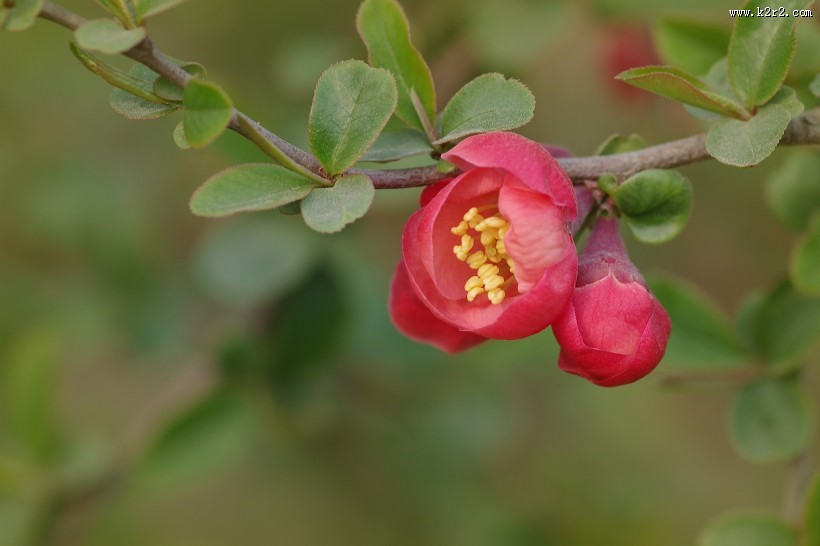 贴梗海棠花图片