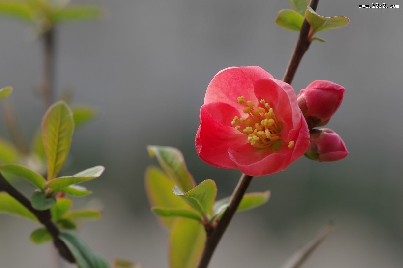 贴梗海棠花图片