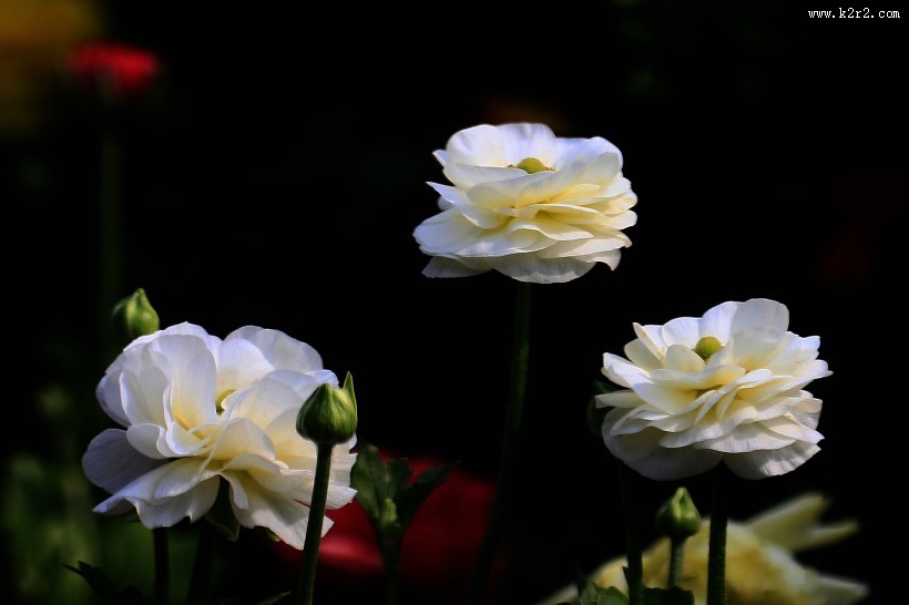 洋牡丹图片大全