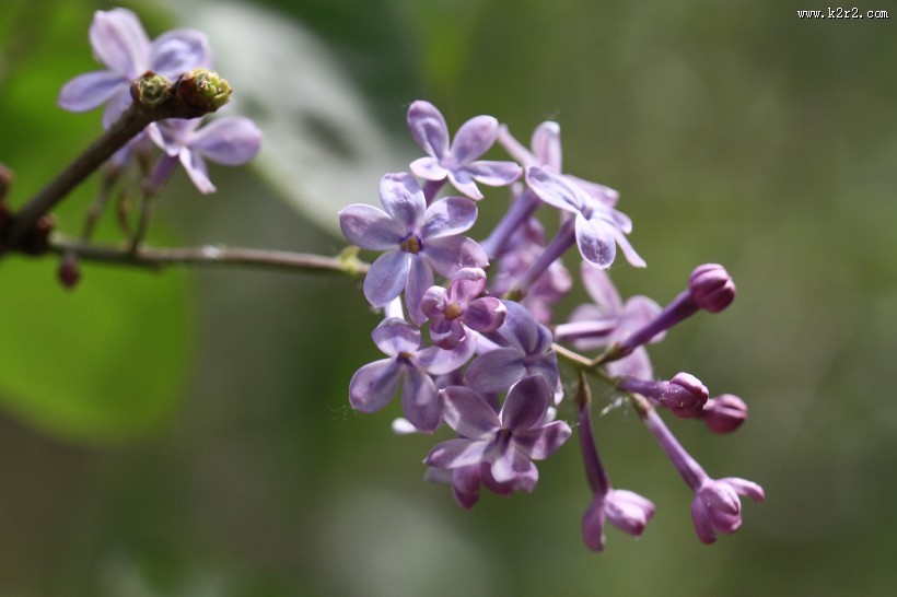 丁香花图片大全