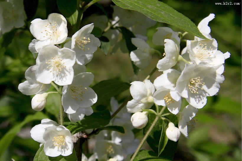 金叶山梅花图片