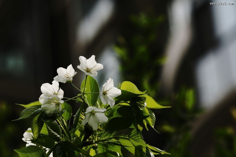 白色的樱花图片