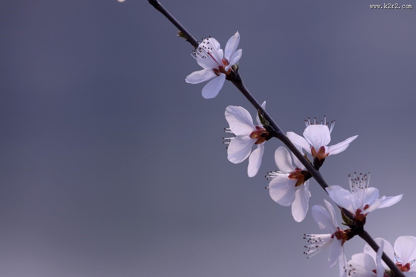 粉色山桃花图片