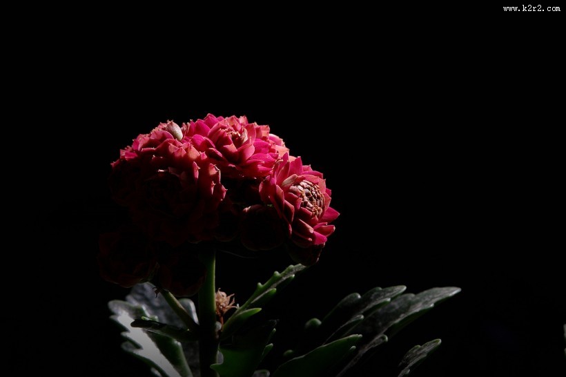 逆光下黑色背景长寿花图片