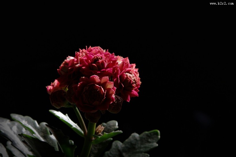 逆光下黑色背景长寿花图片