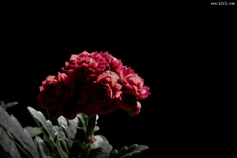 逆光下黑色背景长寿花图片